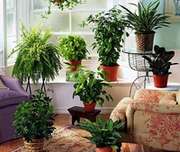 آموزش نکات مهم و عمومی نگهداری و پرورش گیاهان در خانه